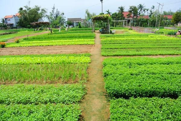 Green House Homestay 会安 外观 照片