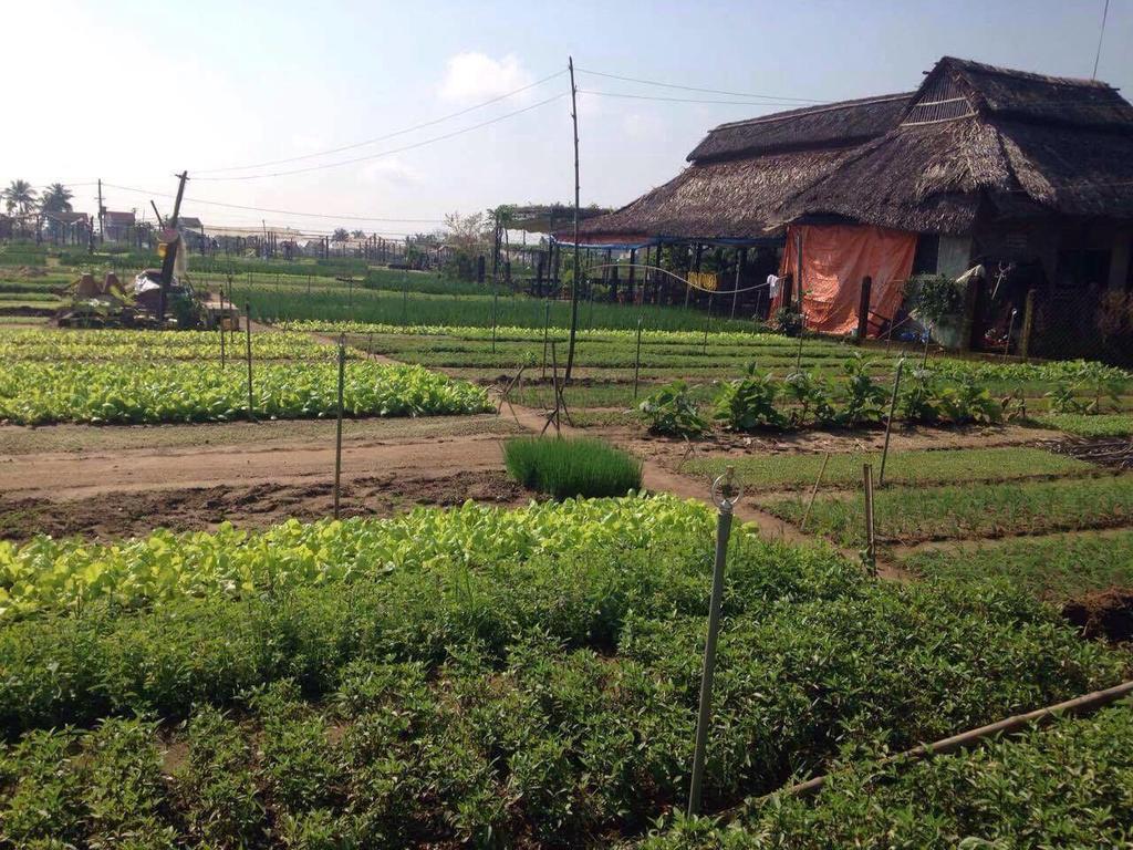 Green House Homestay 会安 外观 照片